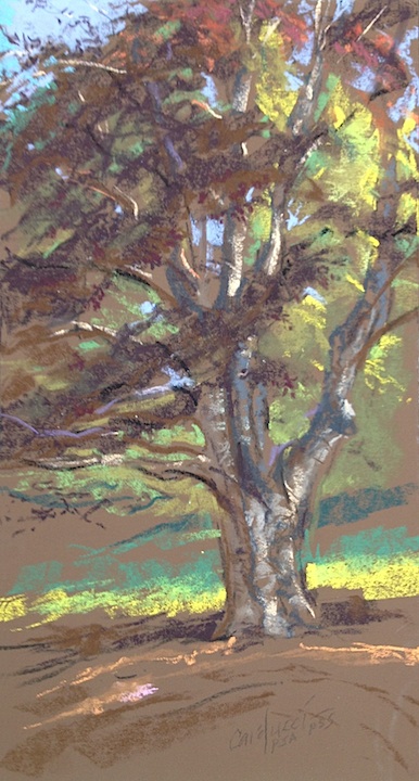 Artist Judith Carducci pastel landscape: Tree Study - On the Hudson Green,
            Ohio ©2014